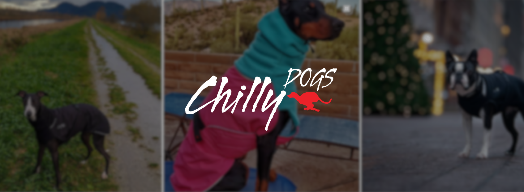 chillydogs