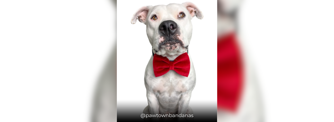 Banners (1080 x 397 px) (14)