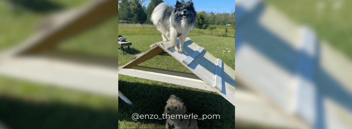 Banners – 2025-03-19T191030.415