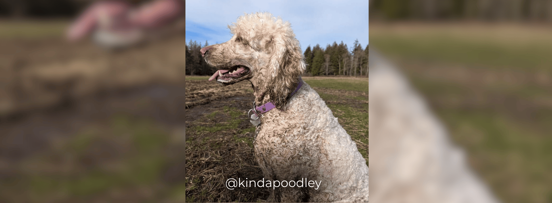 Banners – 2025-03-19T201332.643