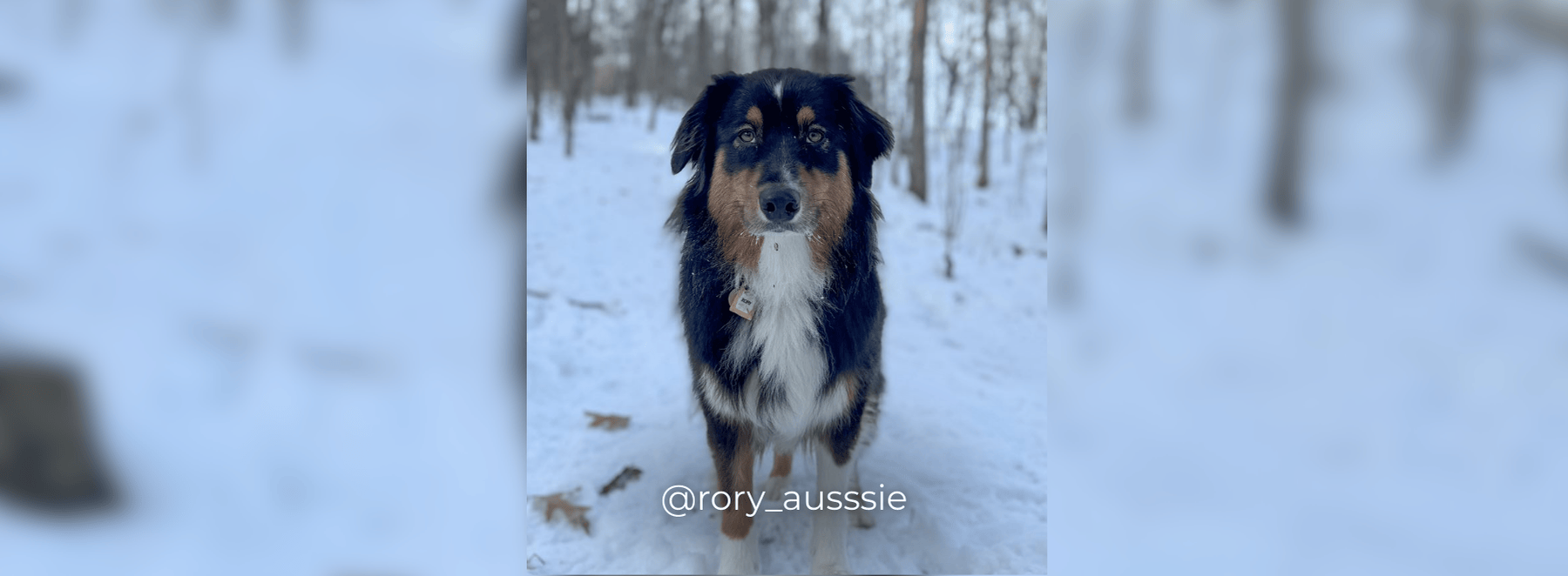 Banners – 2025-03-20T193022.960