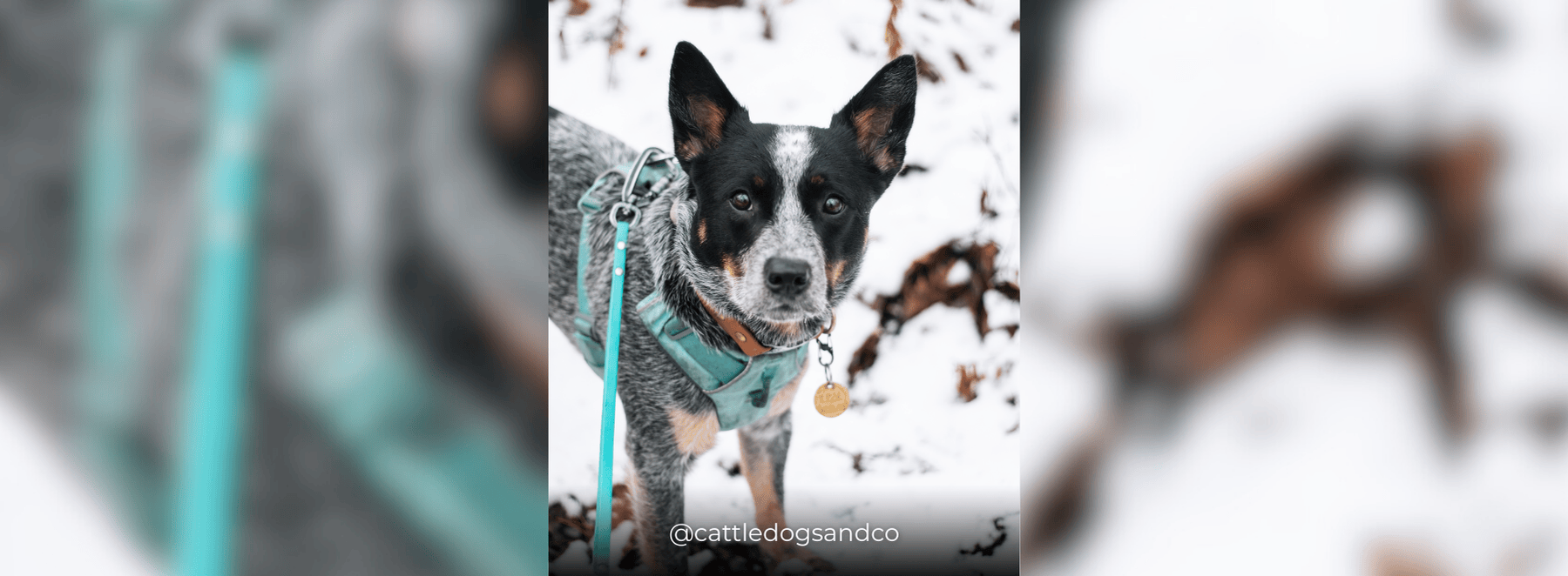 Banners – 2025-03-28T093612.134