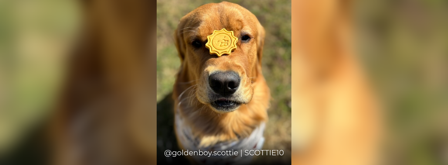 Banners-goldenboy.scottie