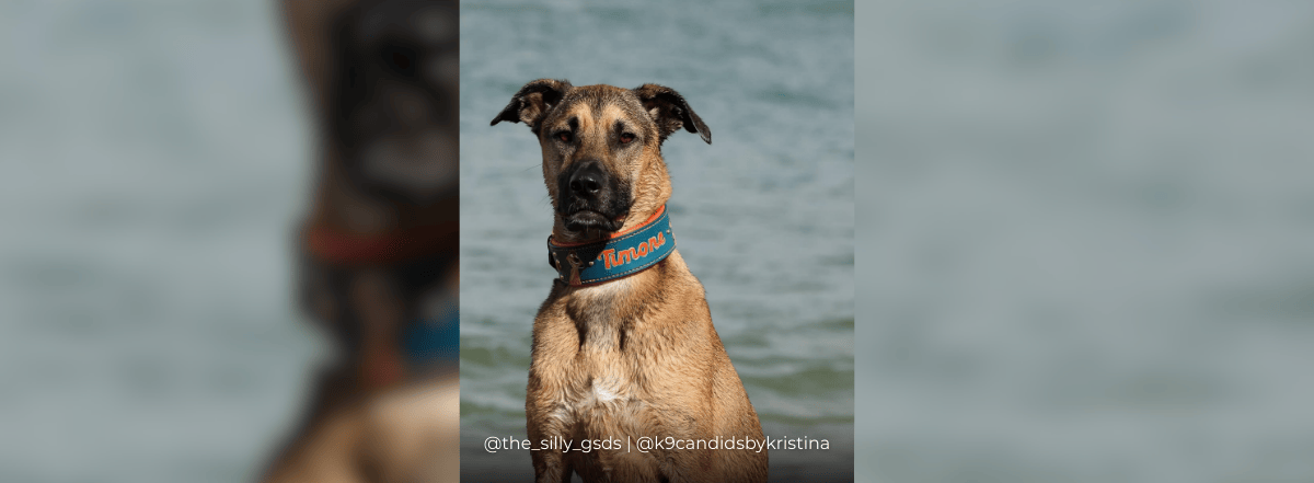 Banners – 2025-04-05T100902.094