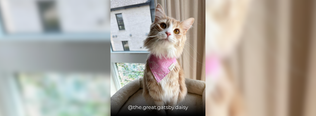 Banners (1080 x 397 px) (35)